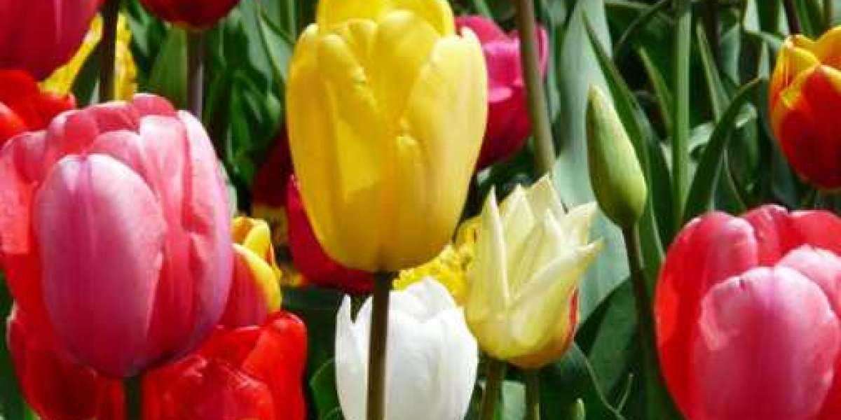 Colourful Tulips - What their different colours represent?