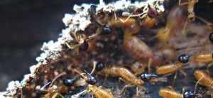 Termite Treatment Heidelberg, Control & Inspection - Pest Control Heidelberg