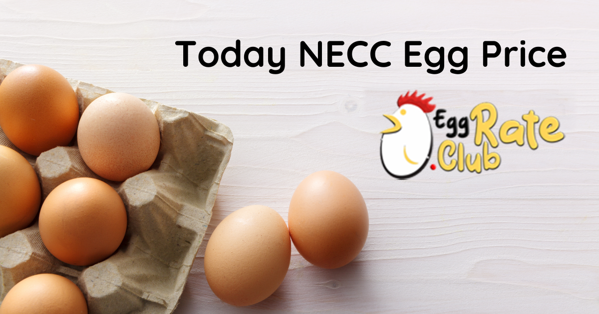 Today Egg Rate in Namakkal - Today Egg Rate | NECC Egg Rate