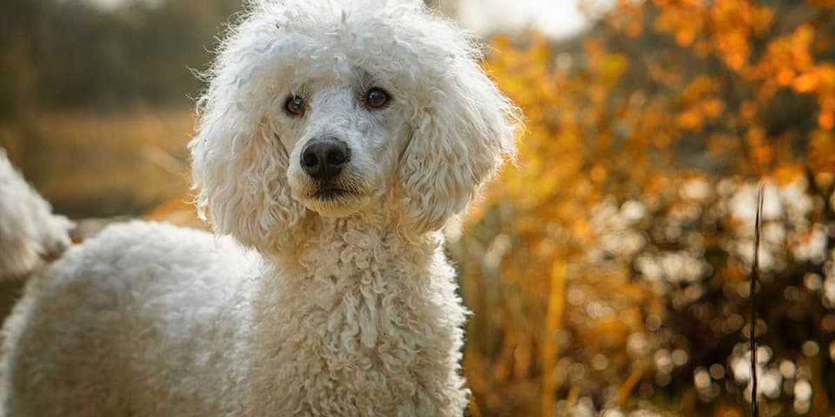 Exploring the Joy of Poodle Puppies For Sale in Mumbai at Best Prices