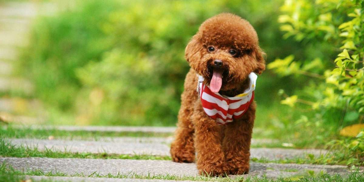 Poodle Puppies for Sale in Chennai: Finding Your Perfect Furry Companion
