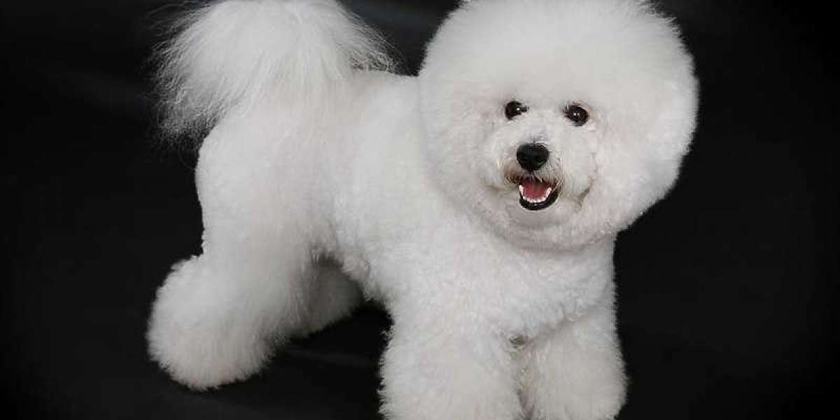 Discovering Joy: Bichon Frise Puppies for Sale in Mumbai at Best Prices