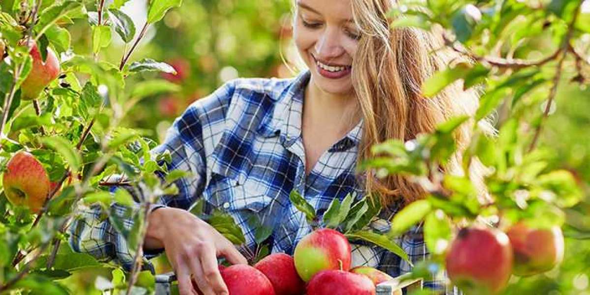 Apple Farming Providing Fruitful Attempt in India Fields