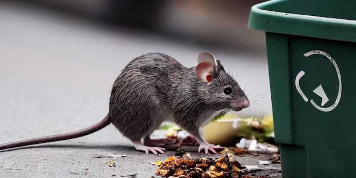 Decoding Rodent Exterminator Costs in the Bay Area: What You Need to Know!