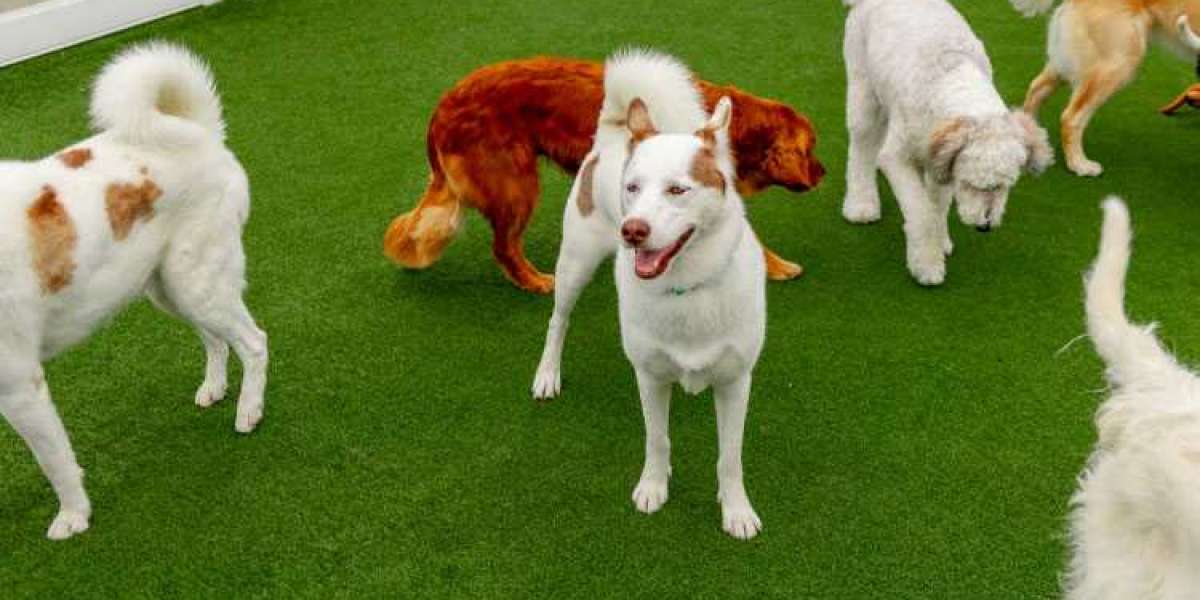 When Disaster Strikes: How Emergency Doggy Daycare Can Save the Day: