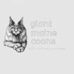 Giant Maine coons Profile Picture