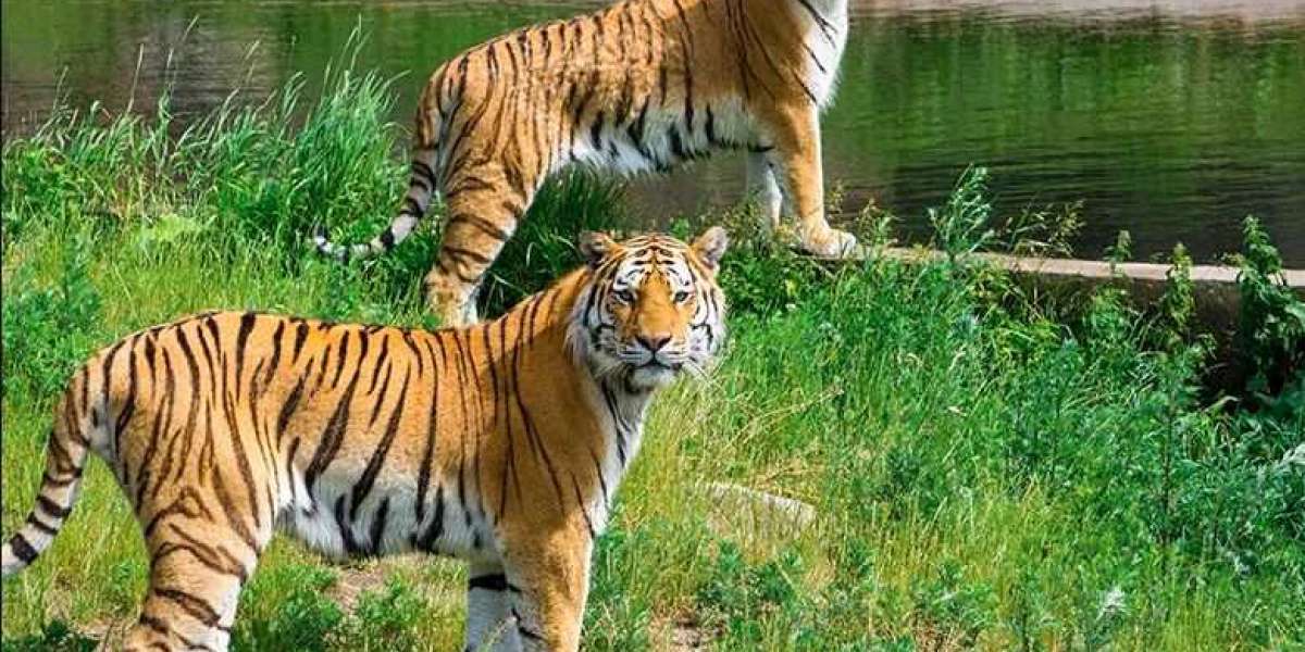 A Day in the Life of a Pench Tiger: Tracking the Apex Predator