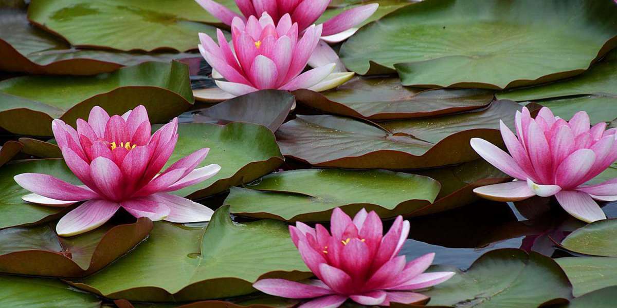 How to Plant Water Lily in Pond: 5 Key Preparation Tips