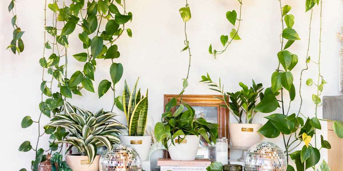 Beginner’s Guide: How to Choose the Perfect House Plant for Sale