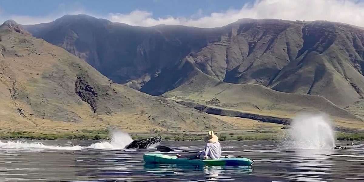 Is It Safe to Watch Whales in Maui?