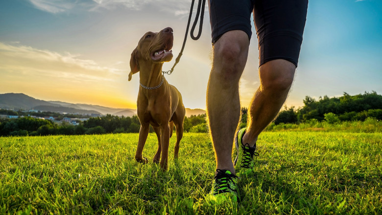 On Command Dog Training: The Best Obedience Classes for Adult And Young Dogs | Times Square Reporter