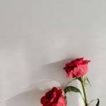 야동 야동 Profile Picture