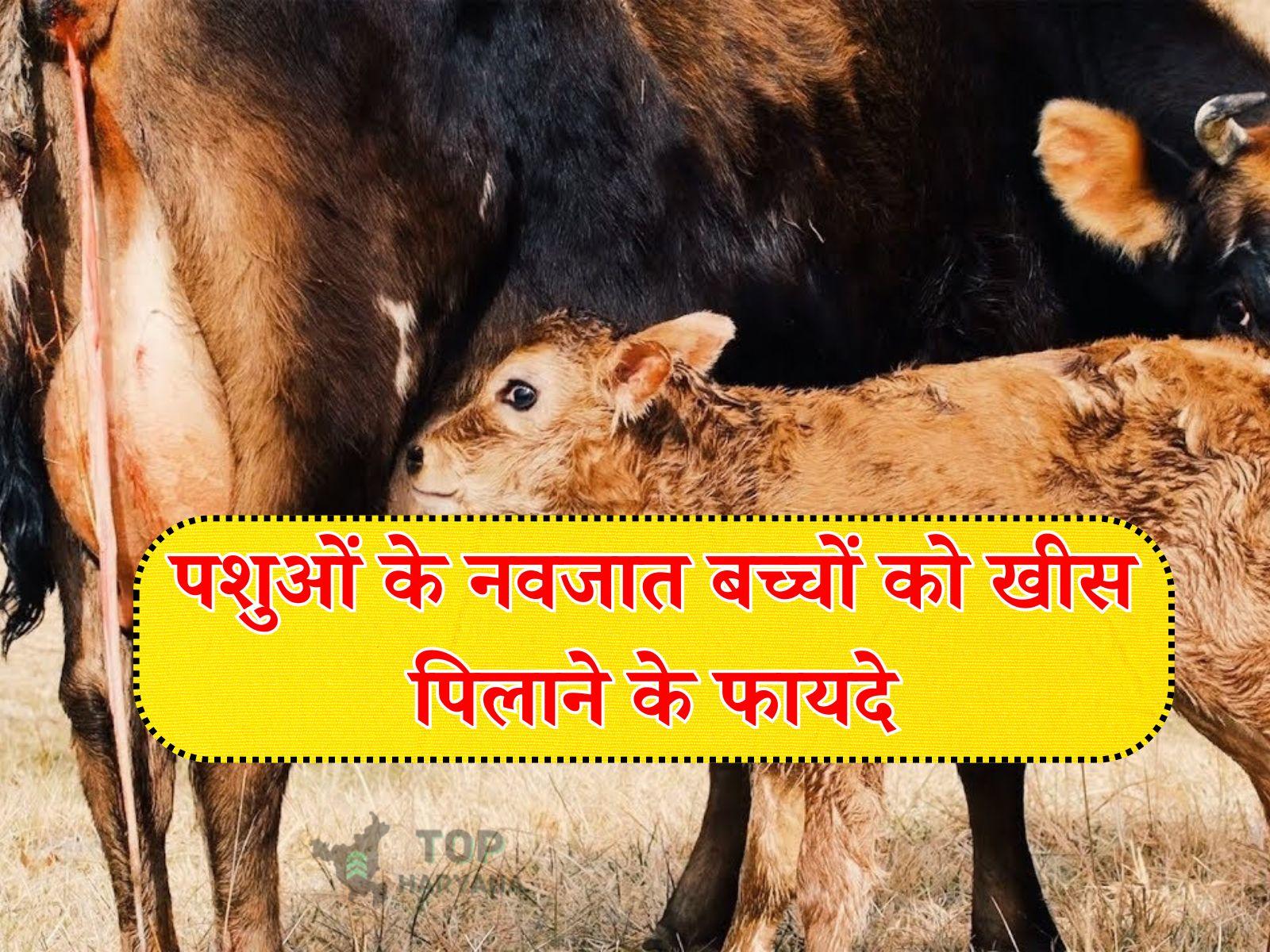 Colostrum stored: पशुओं के नवजात बच्चों के लिए क्यों जरूरी है खीस, जानें स्टोर करने का सही तरीका