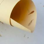 Paper Nest Profile Picture