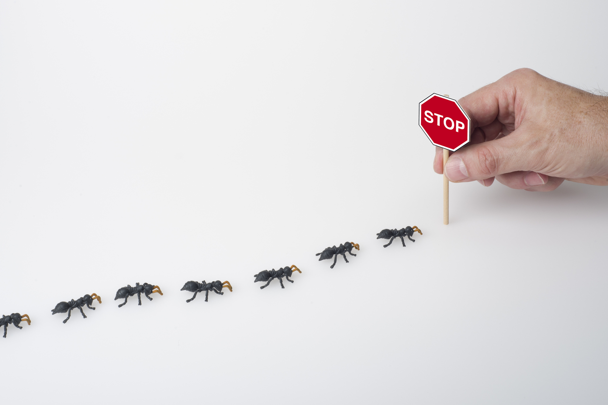 Simple Ant Control Methods - City Icon Pest Control And Cleaning