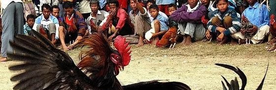 Đá gà thomo Cover Image