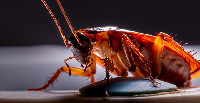 Cockroach Control Methods - City Icon Pest Control And Cleaning