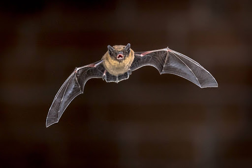 How Do I Get Rid of Bats in My Attic? - DailyStoryPro