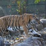 Akash Shree Profile Picture