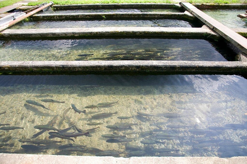 Why Fish Farming Is the New Million Dollar Goldmine