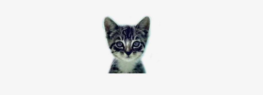 We Love Cats and Kittens Cover Image