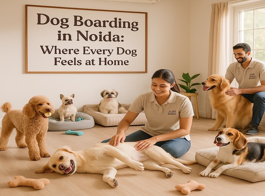 Dog Boarding in Noida: Where Every Dog Feels at Home