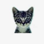 We Love Cats and Kittens Profile Picture