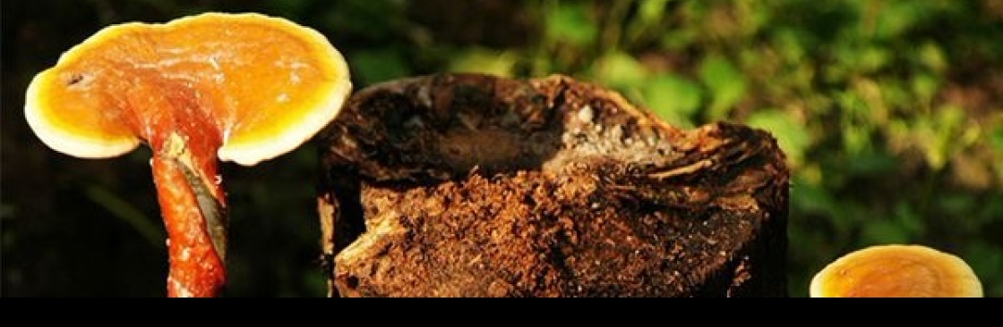 Fujian Herbal Treasure Bioengineering Co Ltd Cover Image