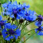 DonnaHart Profile Picture