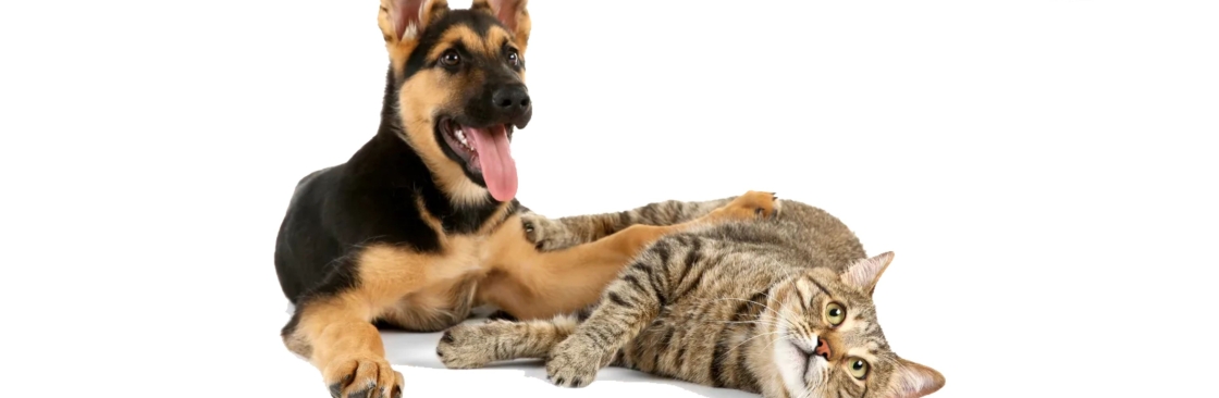 Lincoln Ave Cat Dog Hospital Cover Image