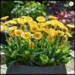 gardeners treasures Profile Picture