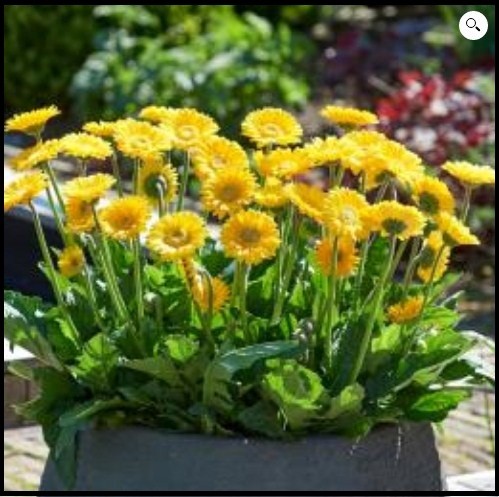 gardeners treasures Profile Picture