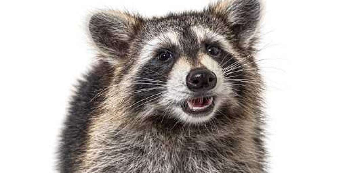 Raccoon-Proofing Tips for Your Deck or Porch