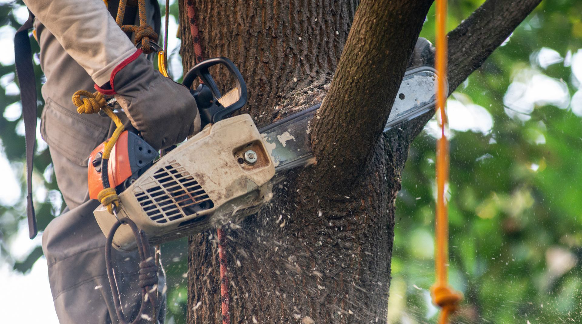 Vine Removal - Edward Payne & Co