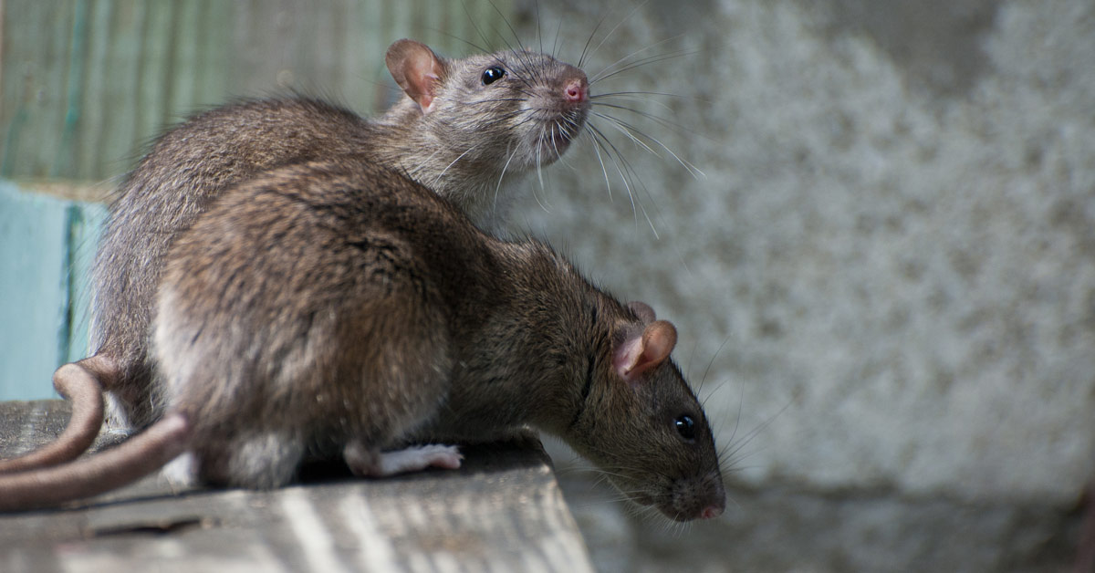 Effective Rat Removal in Houston: Expert Solutions for a Rodent-Free Home  – The Collective Curiosity