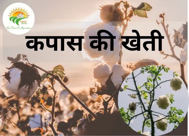 कपास की खेती(kapas ki kheti) से भरपूर उत्पादन और दोगुना मुनाफा