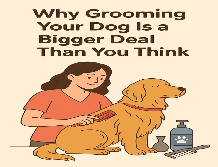 Why Grooming Your Dog Is a Bigger Deal Than You Think - JustPaste.it
