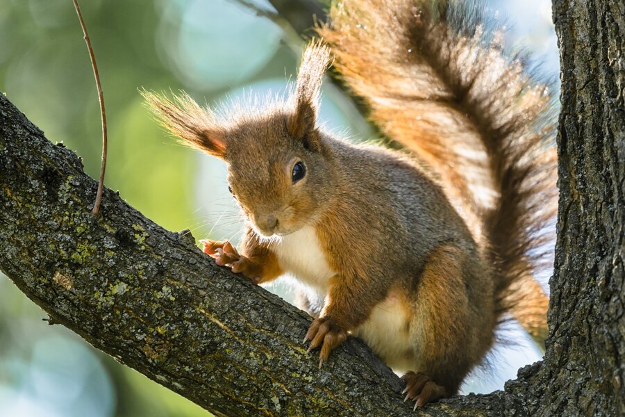 Squirrel in the Attic? Tips to Get Rid of Them Safely - The News US
