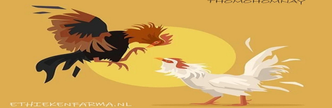 thomohomnay ĐÁ GÀ TRỰC TIẾP Cover Image