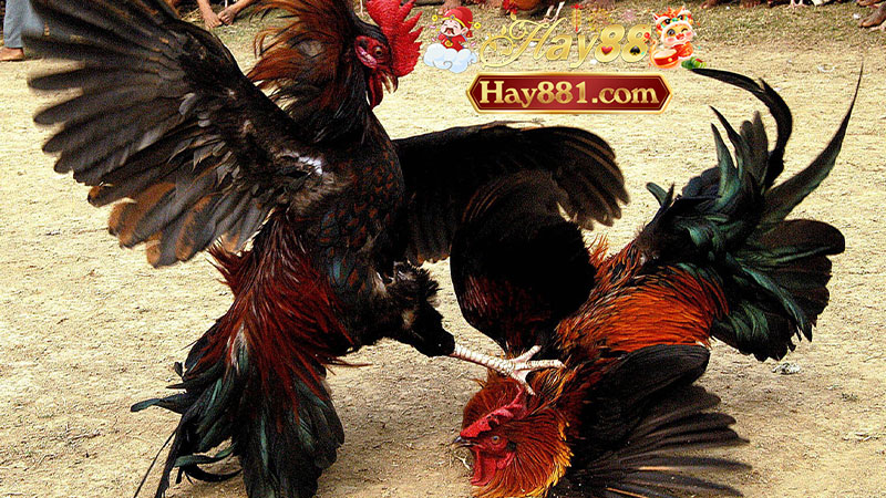 Cách chơi đá gà cựa dao hay – Khi máu lửa võ đài kết hợp chiến lược tinh tế