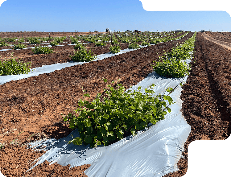 Sustainable Farming Solutions | Eco Mulch Film | BioAgri