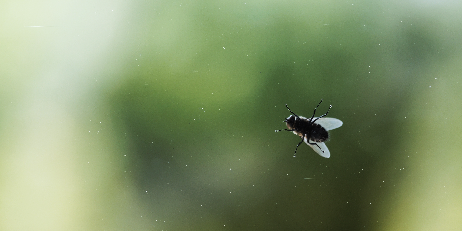 Best Fly Control Services in Oman | Expert Pest Removal