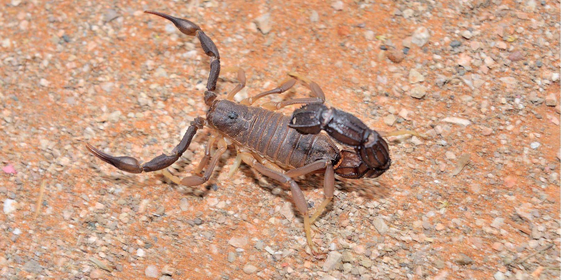 Snake and Scorpion Control Service in Oman | Expert Help