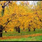 Godrej Aravya Estate Profile Picture