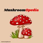 Mushroom opedia Profile Picture