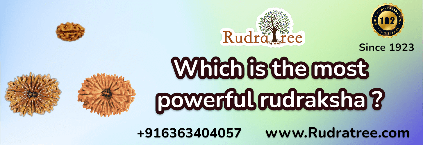 Which is the Most Powerful Rudraksha? - RudraTree Gemstones & Rudraksha