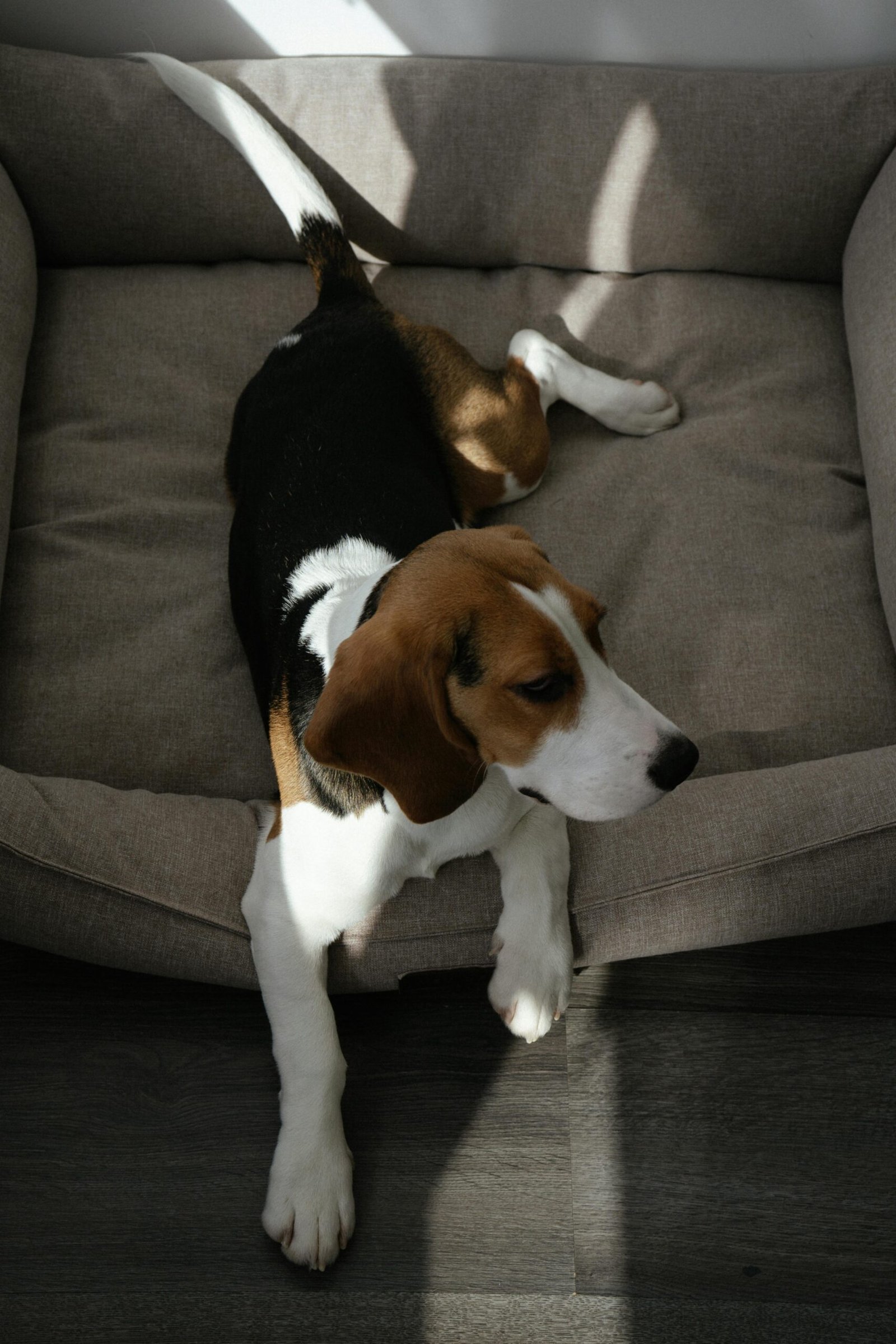 Beagle Dog Breeders, Beagle Puppies For Sale, Beagle Price